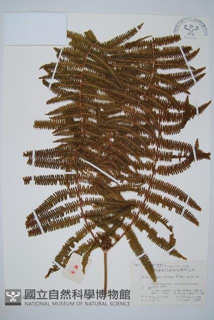 鱗芽裡白藏品圖，第1張