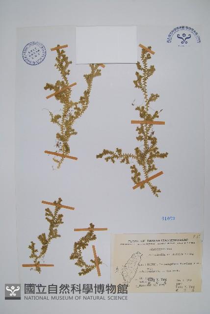 疏葉卷柏藏品圖，第1張