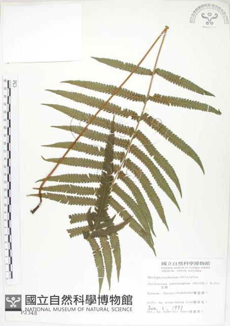 毛蕨藏品圖，第1張