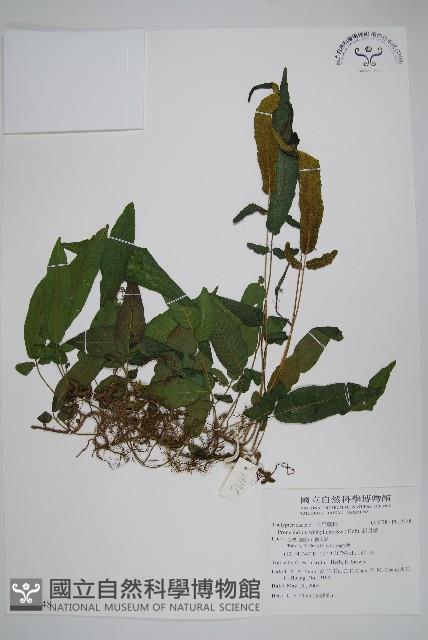 新月蕨藏品圖，第1張