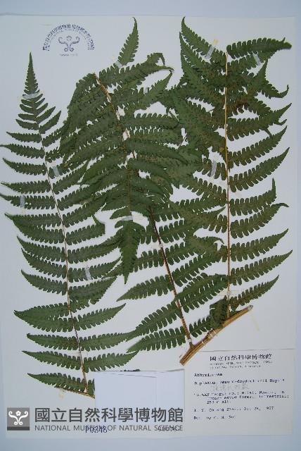 Accession Number:P000348 Collection Image, Figure 1, Total 5 Figures