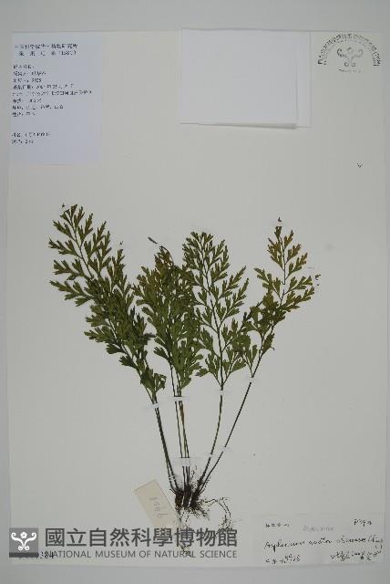 登錄號:P010348藏品圖，第1張