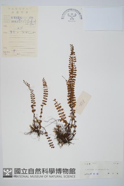 鐵角蕨藏品圖，第1張