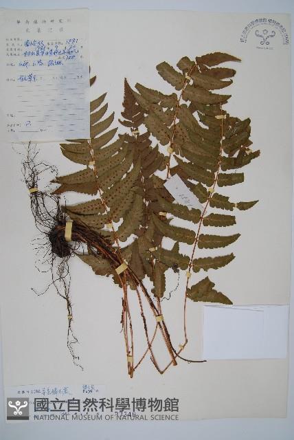 迷人鱗毛蕨、異蓋鱗毛蕨藏品圖，第1張
