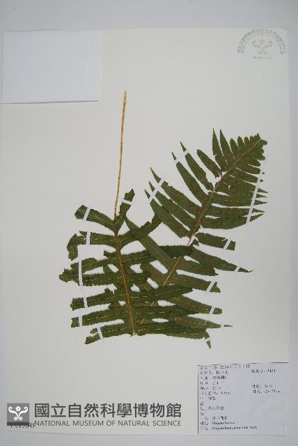 阿里山水龍骨藏品圖，第1張