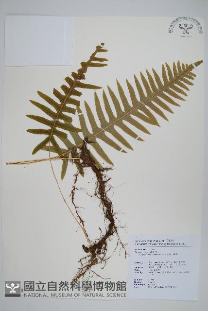 阿里山水龍骨藏品圖，第1張