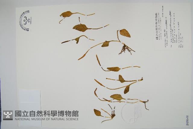 鈍頭瓶爾小草、狹葉瓶爾小草藏品圖，第1張