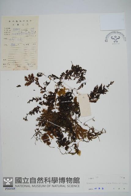 頂果膜蕨藏品圖，第1張