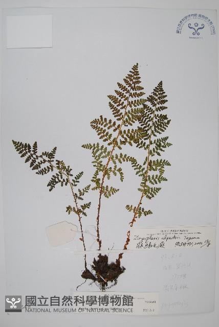 腺鱗毛蕨藏品圖，第1張