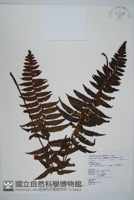 樸氏雙蓋蕨、毛柄蹄蓋蕨藏品圖，第1張