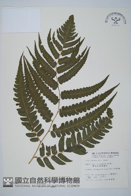 毛柄短腸蕨藏品圖，第1張