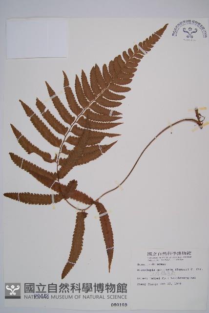 邊緣鱗蓋蕨藏品圖，第1張