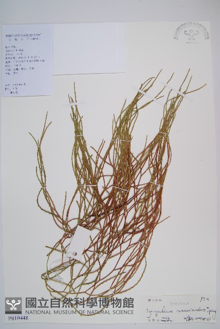 木賊葉石松藏品圖，第1張