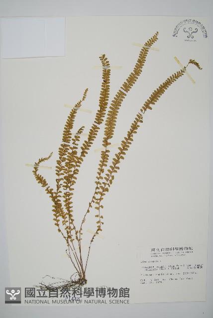 方柄陵齒蕨藏品圖，第1張