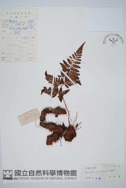 大葉骨碎補、台灣骨碎補、骨碎補藏品圖，第1張