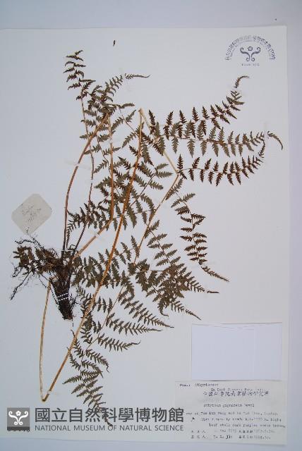 修株蹄蓋蕨藏品圖，第1張