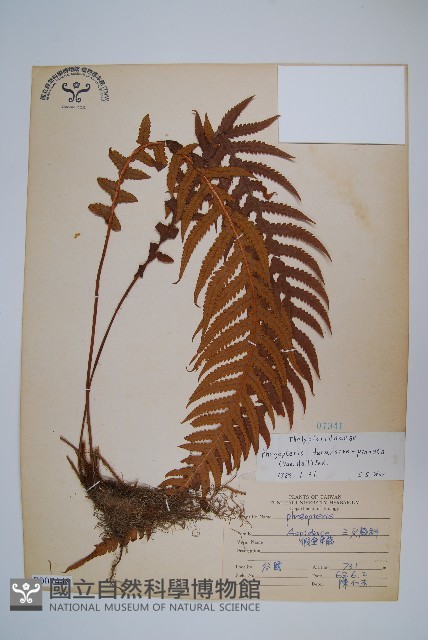 翅軸假金星蕨、短柄卵果蕨藏品圖，第1張