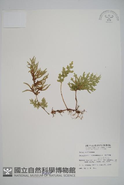 擬密葉卷柏藏品圖，第1張