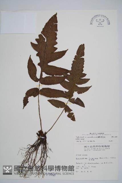 網脈雙蓋蕨藏品圖，第1張