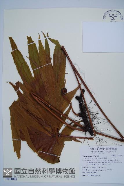 雙扇蕨藏品圖，第1張