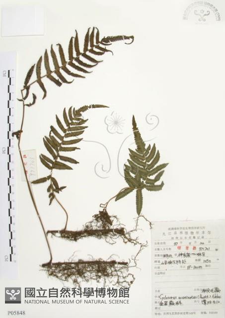 毛蕨藏品圖，第1張