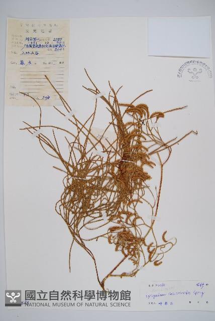 木賊葉石松藏品圖，第1張