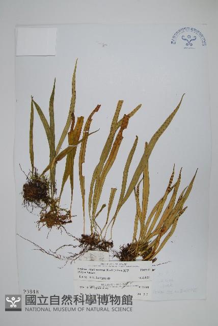 瓦葦藏品圖，第1張