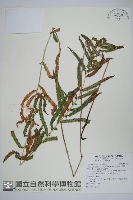 鐵毛蕨、毛蕨藏品圖，第1張