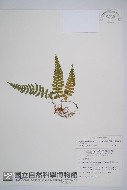 東洋蹄蓋蕨藏品圖，第1張