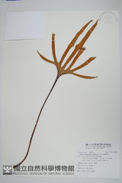 槭葉石葦藏品圖，第1張