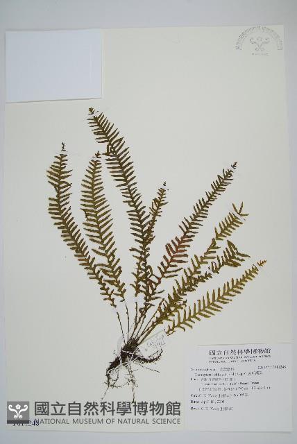 密毛蒿蕨藏品圖，第1張