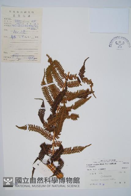 臺灣桫欏藏品圖，第1張