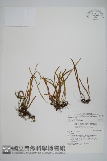 擬芨瓦葦藏品圖，第1張