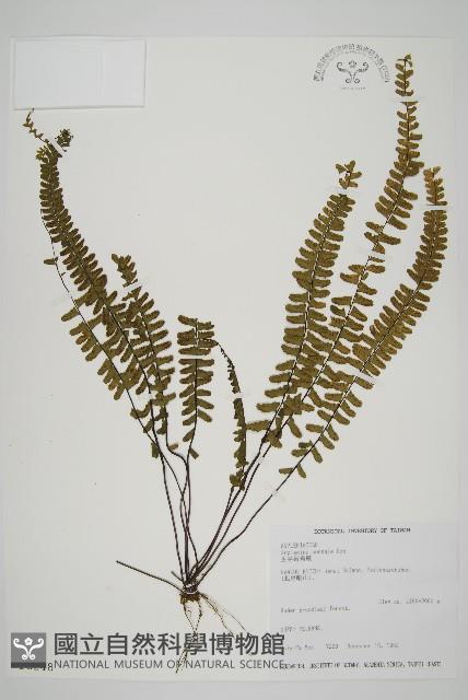 生芽鐵角蕨藏品圖，第1張