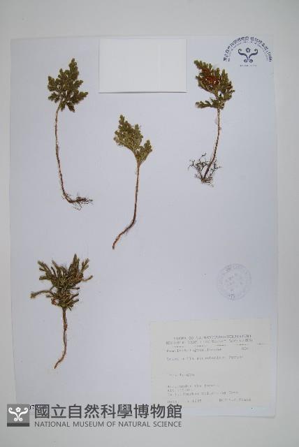 擬密葉卷柏藏品圖，第1張