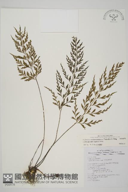 大黑柄鐵角蕨、黃鱗鐵角蕨、大羽鐵角蕨藏品圖，第1張