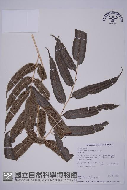 華鳳丫蕨藏品圖，第1張