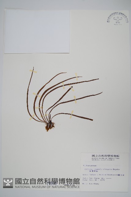 姬書帶蕨藏品圖，第1張
