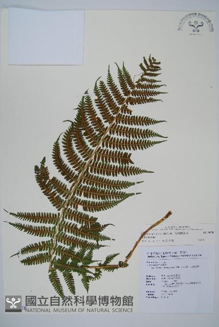 深山蹄蓋蕨藏品圖，第1張