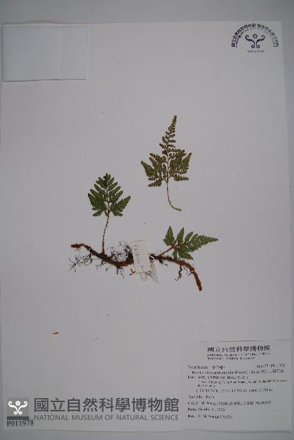 阿里山陰石蕨藏品圖，第1張