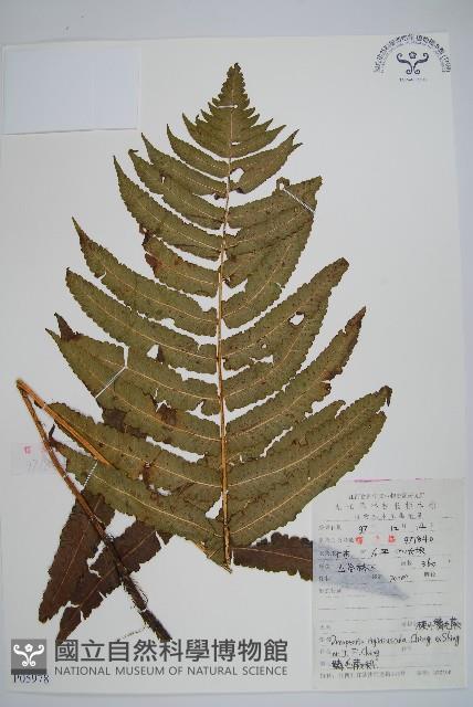 硬葉鱗毛蕨藏品圖，第1張