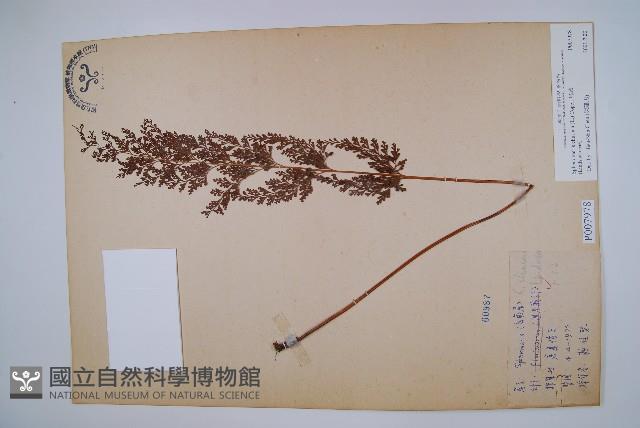 烏蕨藏品圖，第1張