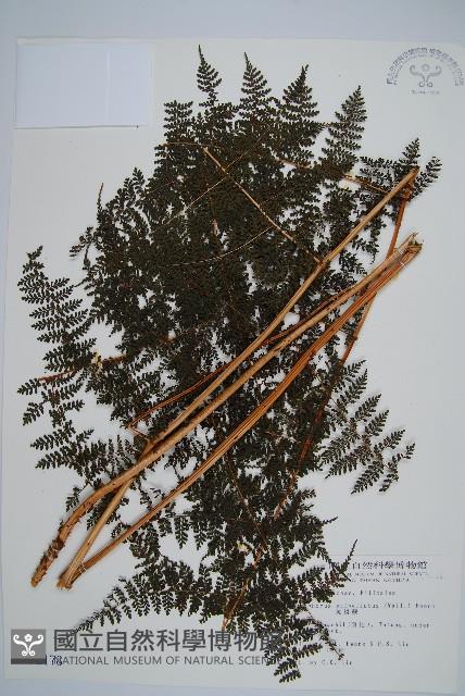 魚鱗蕨藏品圖，第1張