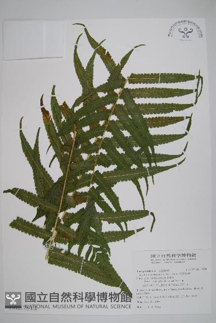 大葉毛蕨藏品圖，第1張
