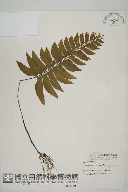 剪葉鐵角蕨藏品圖，第1張