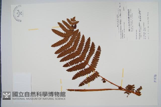 絨假紫萁、台灣絨假紫萁藏品圖，第1張