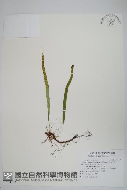 擬芨瓦葦藏品圖，第1張