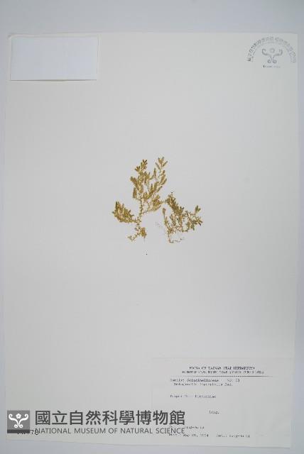 膜葉卷柏藏品圖，第1張