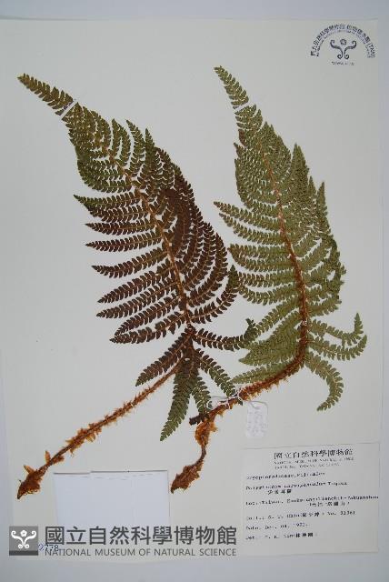 尖葉耳蕨藏品圖，第1張