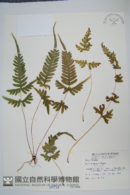 天草鳳尾蕨藏品圖，第1張